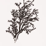 aus der Serie "garden" X, Tusche auf Papier, 14,8 x 21 cm, 2021